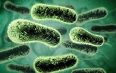 科学家们确定了寄生虫的菌株