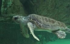 红耳侵略者如何伤害加利福尼亚的本土海龟