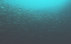 鲱鱼如何适应波罗的海的光环境