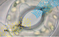 植物如何测量其二氧化碳吸收量