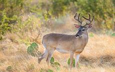 土地使用计划促进了美国的白尾鹿种群