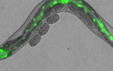 有关线虫帮助调节嗅觉的新信息