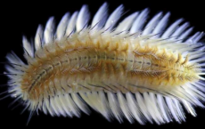 生物学家在香港水域发现并命名新的蚯蚓物种