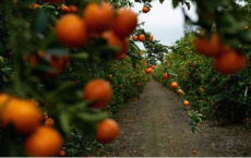 农民 研究人员试图阻止致命的柑橘绿化足够长的时间来找到治疗方法