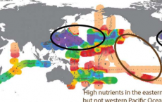 浮游生物对营养压力的抵抗力比以前认为的要强