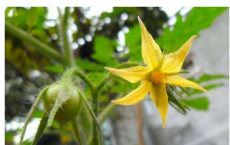利用番茄跳跃基因可以帮助加速抗旱作物