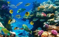 珊瑚礁和深蹲龙虾在1.5亿年前蓬勃发展