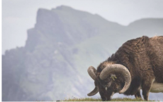 羊研究发现 野生动物的免疫系统随着年龄的增长而下降