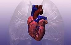 高度敏感的传感器可测量心脏和大脑的活