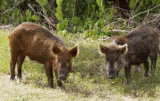 实时跟踪野猪并了解它们与农业生态系统的相互作用