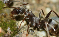 评估岩蚁选择筑巢地点时投入时间的合理性