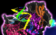 电气科学 新研究描述了蛋白质的传导