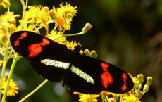 研究表明蝴蝶物种之间惊人的基因流动量