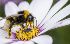 研究发现新一代杀虫剂可减少大黄蜂产卵