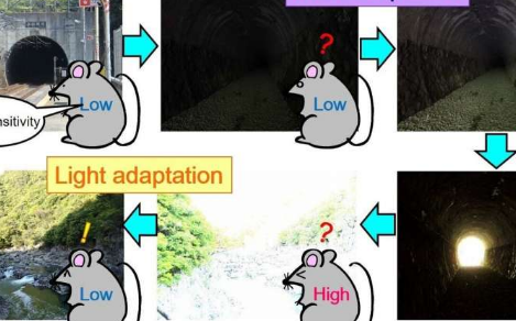 研究人員發(fā)現(xiàn)感光細(xì)胞中的分子光開關(guān)