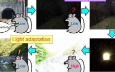 研究人员发现感光细胞中的分子光开关
