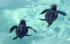 乌龟和游客在突尼斯岛上共享同一个海滩