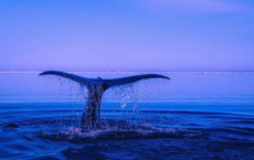 表征鲸鱼发声可以帮助地图迁移