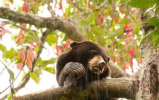 热带地区的野生动植物受到森林破坏的打击最大
