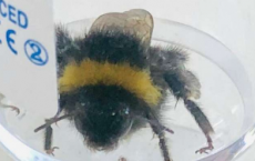 大黄蜂暴露在切尔诺贝利水平的辐射下会消耗更多的花蜜