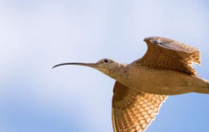 新研究发现鸟类迁徙时机受气候影响
