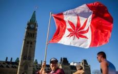 加拿大合法化大麻 作为第一次分发的发达国家严格管理