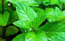 薄荷油因利润预订下降 需求低迷