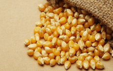 MMTC投标购买玉米 交易量未定