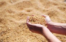 国产大豆今年种植面积增加1000万亩