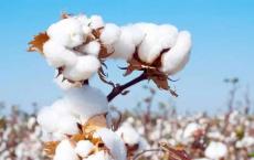 国外棉花的价格会下滑吗