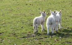 畜牧业分析师表示干旱减产的羔羊产量可能会进一步下降