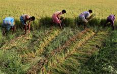 雨水引发水稻播种 农民担心产量质量