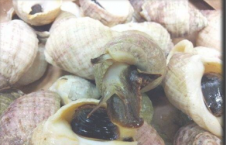 海蜗牛化合物可降低癌症风险