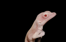 这些白化蜥蜴是世界上第一个基因编辑的爬行动物