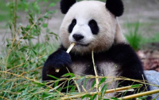 柏林动物园在熊猫双胞胎的罕见出生中享受美食