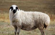 大角羊母羊的狩猎可能会产生更多的奖杯公羊