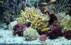 新研究揭示了采矿对珊瑚礁的影响