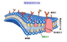 端粒的单一变化控制细胞产生完整生物体的能力
