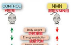 肿瘤/癌症患者能不能吃NMN/β-烟酰胺单核苷酸？