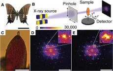 X射线揭示了蝴蝶翅膀中产生颜色的光子晶体
