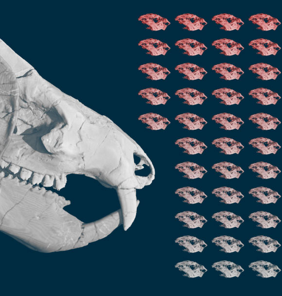 一个代表38名Kayentatherium wellesi婴儿的图，发现有成人标本。 图片来源：Eva Hoffman /德克萨斯大学奥斯汀分校。