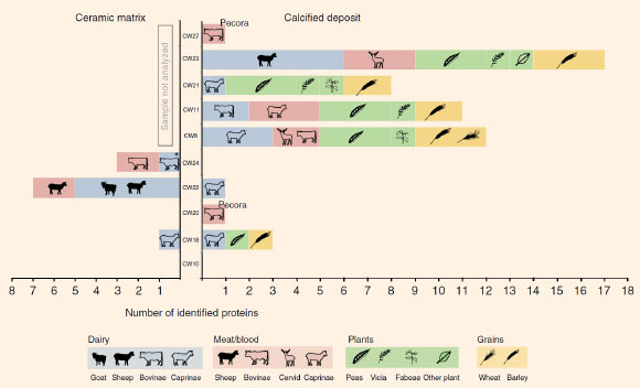 膳食衍生蛋白质鉴定概述：左图总结了从陶片内壁陶瓷基质中提取的蛋白质，右图总结了从粘附在内壁上的钙化沉积物中提取的蛋白质; 填充图标表示对属或物种水平的蛋白质分类指定，而透明图标表示对更高分类（亚科，家族）的识别。 图片来源：Hendy等，doi：10.1038 / s41467-018-06335-6。