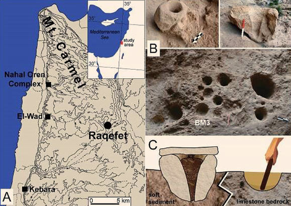 （A）Raqefet洞穴和位于Mt.的三个额外Natufian遗址的位置。 以色列卡梅尔; （B）研究的巨石迫击炮（BM 1,2）的现场照片和洞穴地板上BM3的位置; 比例尺和箭头 - 20厘米; （C）迫击炮的功能重建：用于将植物储存在篮子中的巨石砂浆，顶部有石板，以及用于冲击和烹饪植物和酿造啤酒的基岩砂浆。 图片来源：Dror Maayan / Anat Regev-Gisis。