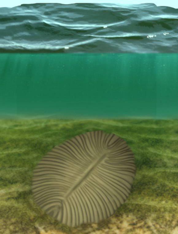 生活在超过5.5亿年前的狄金索尼亚（Dickinsonia）是一种平坦，柔软的生物，沿着海床移动食用微生物和藻类。 图片来源：加州大学河滨分校。