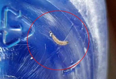 韩国多地自来水现幼虫样生物