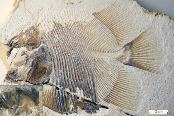 Piranhamesodon pinnatomus，长2.8英寸（7.1厘米），来自Ettling的晚侏罗纪，Solnhofen Archipelago，德国。 图片来源：M。Ebert。