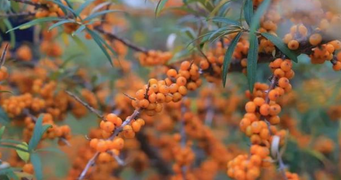 蚂蚁庄园每日问答:目前蚂蚁森林可以用哪种树果？