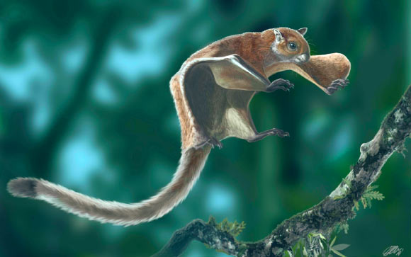 显示动物准备好的化石飞行灰鼠Miopetaurista neogrivensis的生活出现在树枝登陆。 图片来源：Oscar Sanisidro / ICP。