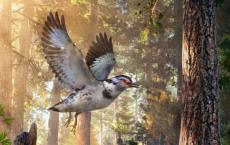 中国发现的史前短尾鸟新种