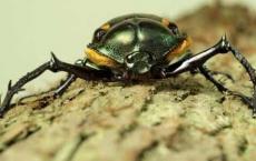 这些甲虫已经成功地使用了1亿年